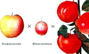 В каких направлениях ведется селекция яблони
